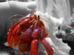 Raw fish? - HCA: Hermit Crab Association